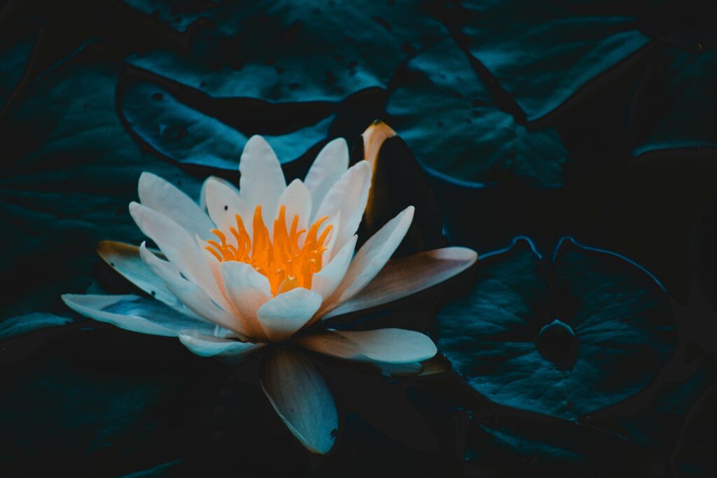 Vibrant water lily with a warm glow amidst dark green leaves in a serene pond.