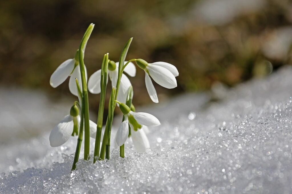 spring, flower wallpaper, snowdrop, beautiful flowers, nature, flower background, flower