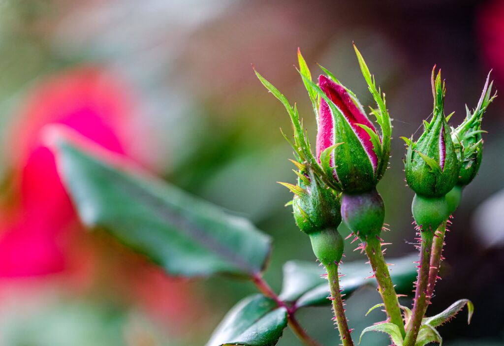 Vibrant close-up of rose buds in a lush garden setting in Greenville, SC.